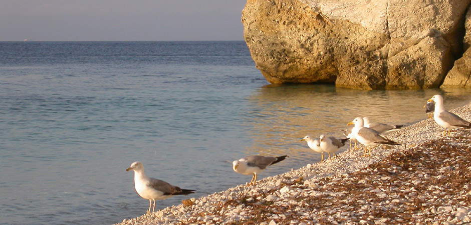 Appartamenti Giulia - Lacona - Elba